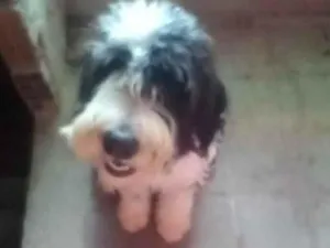 Cachorro raça Poodle idade 7 a 11 meses nome Dante 