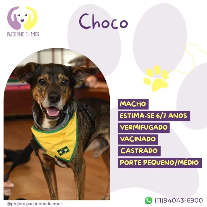 Cachorro raça SRD-ViraLata idade 6 ou mais anos nome Choco