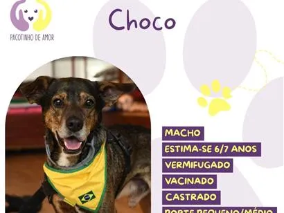 Cachorro raça SRD-ViraLata idade 6 ou mais anos nome Choco