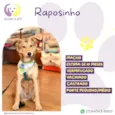 Raposinho
