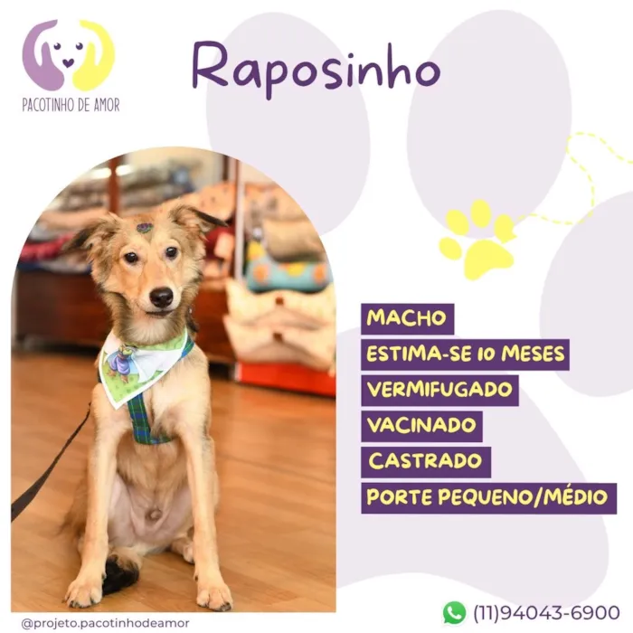 Cachorro raça SRD-ViraLata idade 7 a 11 meses nome Raposinho