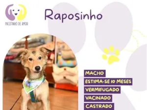 Cachorro raça SRD-ViraLata idade 7 a 11 meses nome Raposinho
