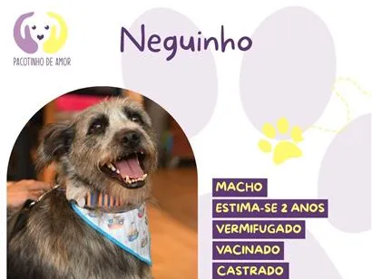 Cachorro raça SRD-ViraLata idade 2 anos nome Neguinho
