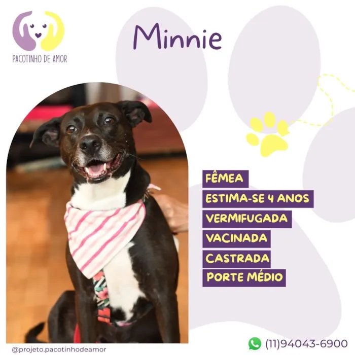 Cachorro raça SRD-ViraLata idade 4 anos nome Minnie