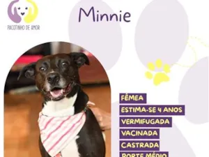 Cachorro raça SRD-ViraLata idade 4 anos nome Minnie
