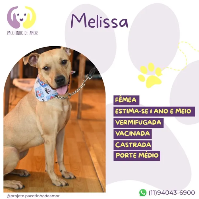 Cachorro raça SRD-ViraLata idade 1 ano nome Melissa