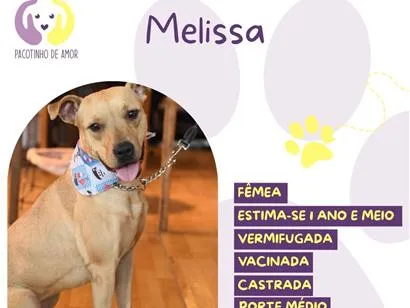 Cachorro raça SRD-ViraLata idade 1 ano nome Melissa