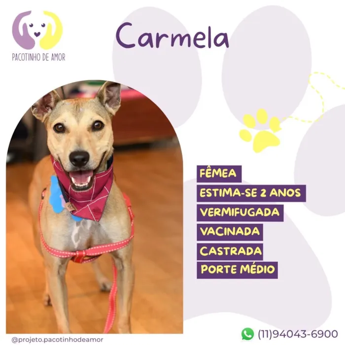 Cachorro raça SRD-ViraLata idade 2 anos nome Carmela