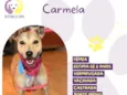 Carmela