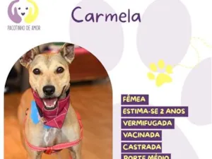 Cachorro raça SRD-ViraLata idade 2 anos nome Carmela