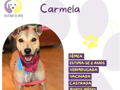 Cachorro raça SRD-ViraLata idade 2 anos nome Carmela