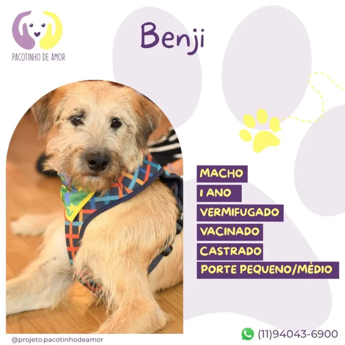 Cachorro raça SRD-ViraLata idade 1 ano nome Benji