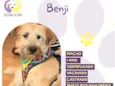 Benji