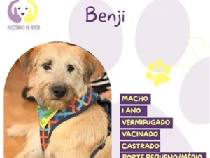 Cachorro raça SRD-ViraLata idade 1 ano nome Benji
