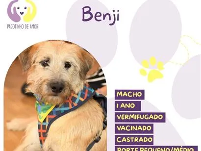 Cachorro raça SRD-ViraLata idade 1 ano nome Benji