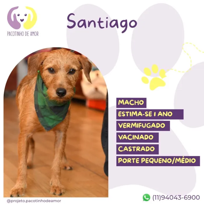 Cachorro raça SRD-ViraLata idade 1 ano nome Santiago