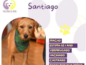 Cachorro raça SRD-ViraLata idade 1 ano nome Santiago