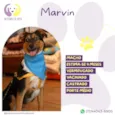 Marvin