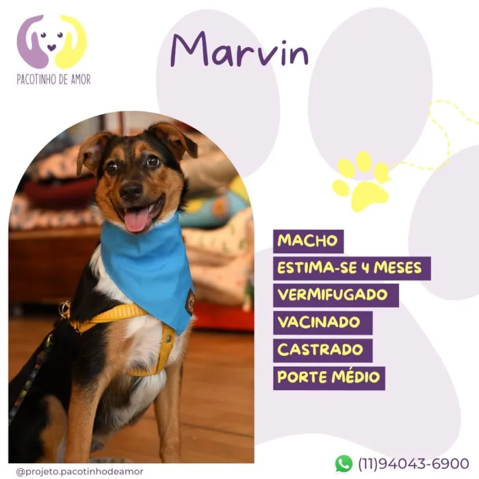Cachorro raça SRD-ViraLata idade 2 a 6 meses nome Marvin