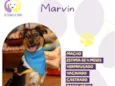 Marvin