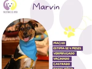Cachorro raça SRD-ViraLata idade 2 a 6 meses nome Marvin
