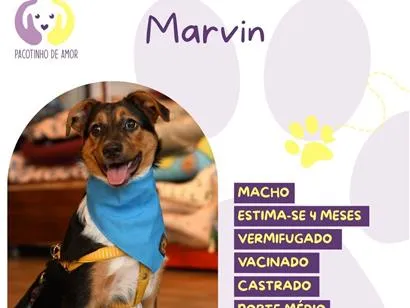 Cachorro raça SRD-ViraLata idade 2 a 6 meses nome Marvin