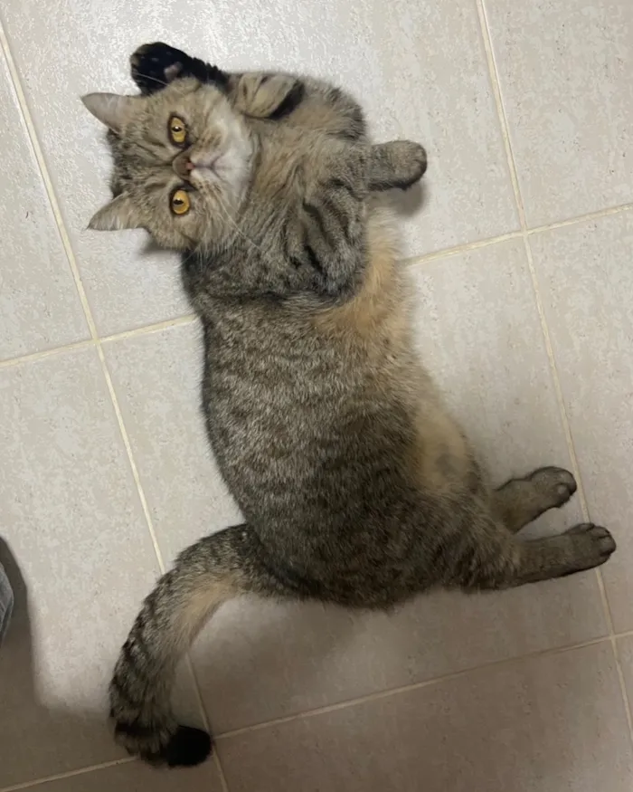 Gato raça Persa idade 6 ou mais anos nome Afonso