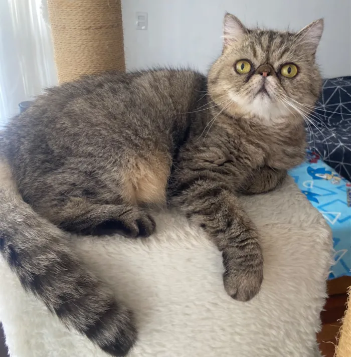 Gato raça Persa idade 6 ou mais anos nome Afonso