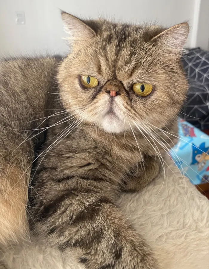 Gato raça Persa idade 6 ou mais anos nome Afonso