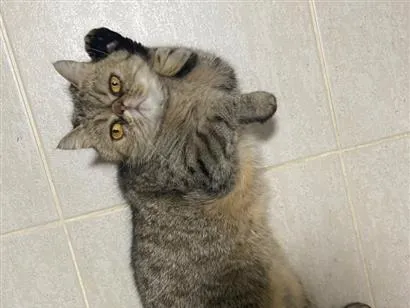 Gato raça Persa idade 6 ou mais anos nome Afonso