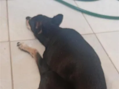 Cachorro raça Pinscher idade 6 ou mais anos nome mel