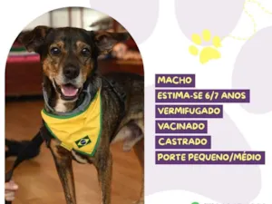 Cachorro raça SRD-ViraLata idade 6 ou mais anos nome Choco
