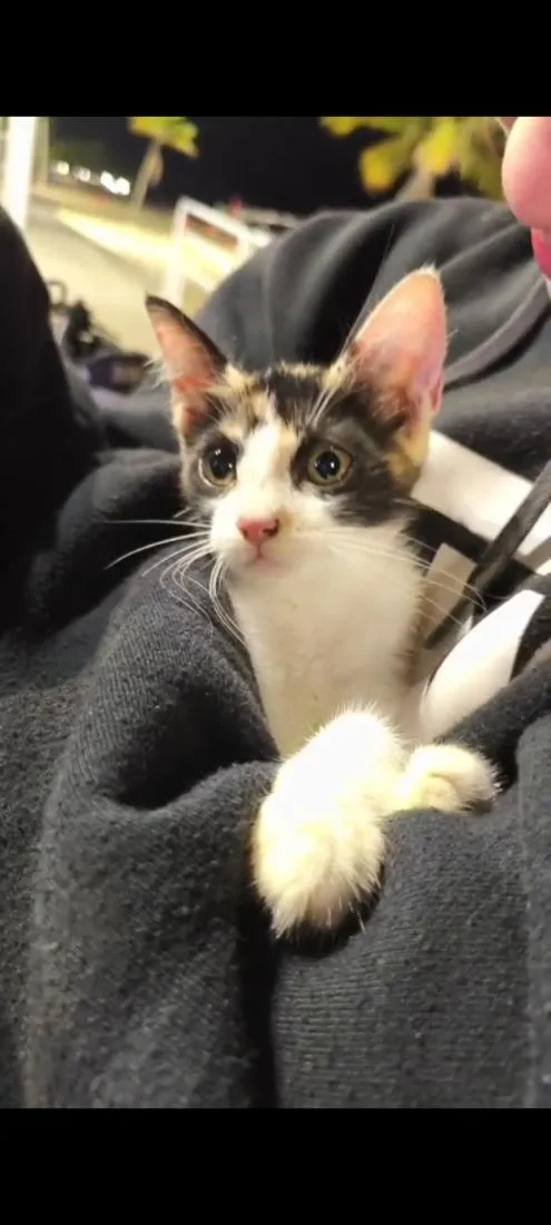 Gato raça SRD-ViraLata idade 2 a 6 meses nome não tem nome ainda ??