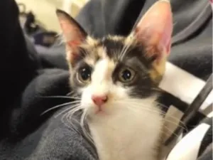 Gato raça SRD-ViraLata idade 2 a 6 meses nome não tem nome ainda ??