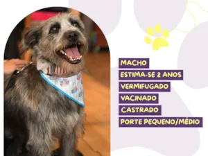 Cachorro raça SRD-ViraLata idade 2 anos nome Neguinho