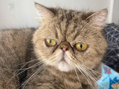 Gato raça Persa idade 6 ou mais anos nome Afonso