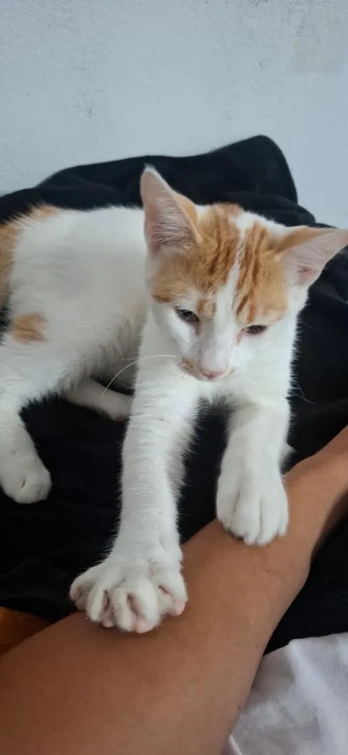 Gato raça SRD-ViraLata idade 7 a 11 meses nome Tom