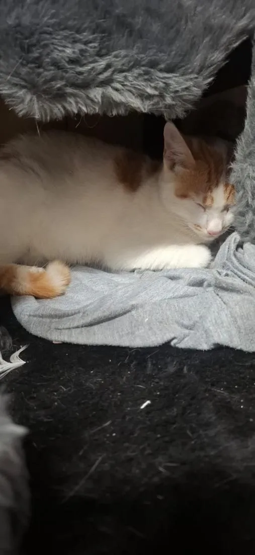 Gato raça SRD-ViraLata idade 7 a 11 meses nome Tom