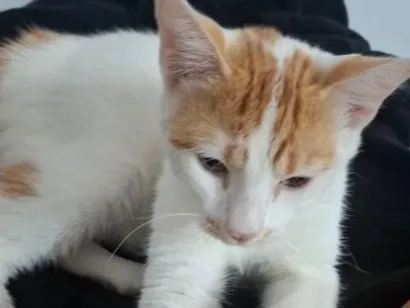 Gato raça SRD-ViraLata idade 7 a 11 meses nome Tom