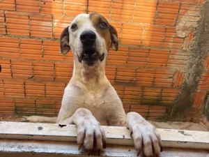 Cachorro raça SRD-ViraLata idade 5 anos nome Zeus 