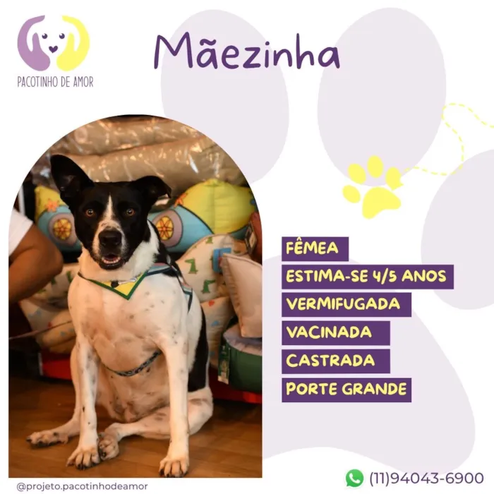 Cachorro raça SRD-ViraLata idade 4 anos nome Mãezinha