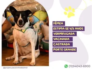 Cachorro raça SRD-ViraLata idade 4 anos nome Mãezinha