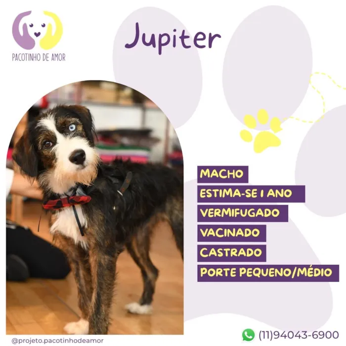 Cachorro raça SRD-ViraLata idade 1 ano nome Jupiter