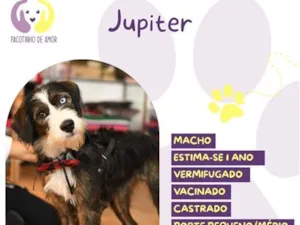 Cachorro raça SRD-ViraLata idade 1 ano nome Jupiter