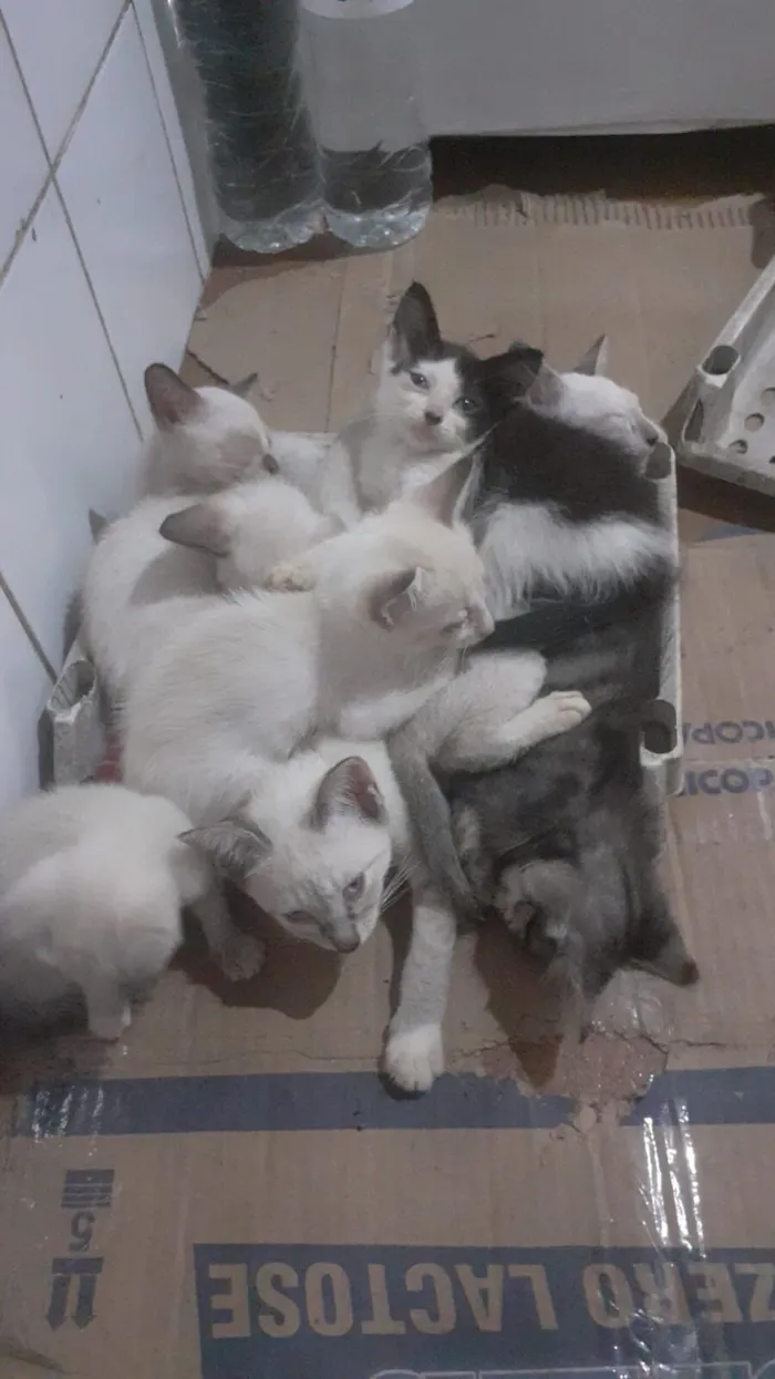 Gato raça Siamês idade 2 a 6 meses nome Gatos siameses,  preto e branco tambem