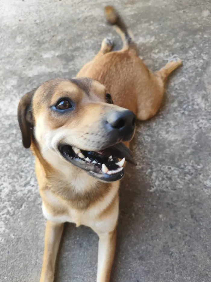Cachorro raça Labrador idade 4 anos nome Theo e leo