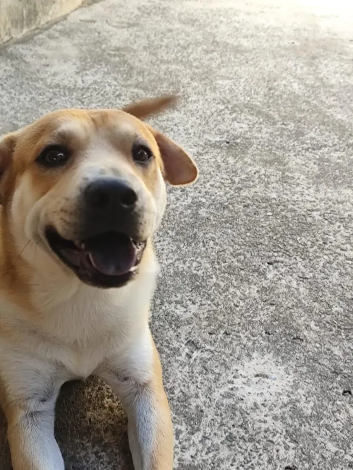 Cachorro raça Labrador idade 4 anos nome Theo e leo