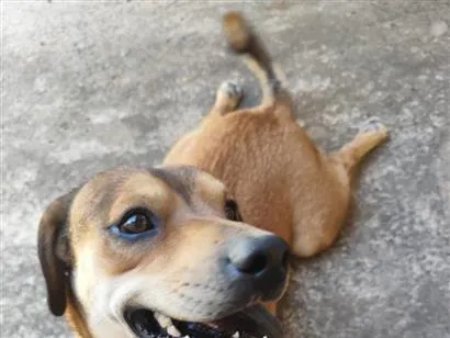 Cachorro raça Labrador idade 4 anos nome Theo e leo