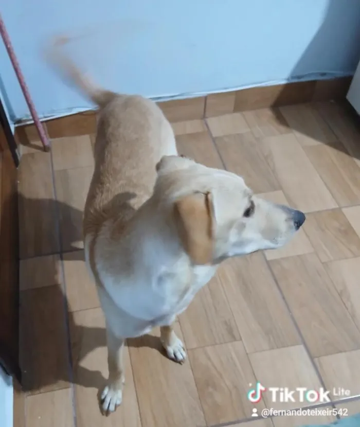 Cachorro raça SRD-ViraLata idade 7 a 11 meses nome LUKE 