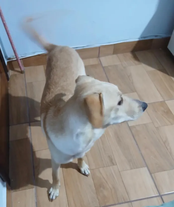 Cachorro raça SRD-ViraLata idade 7 a 11 meses nome LUKE 